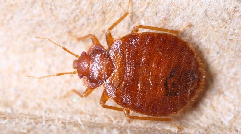 bed bug control service in TX