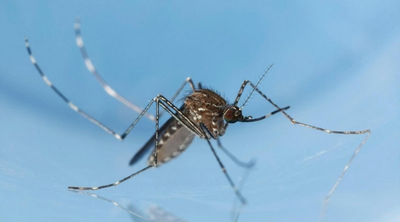 mosquito control service in TX