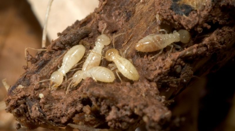  Termite Control